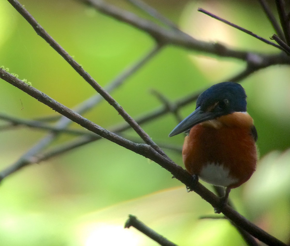 American Pygmy Kingfisher - Brennan Mulrooney