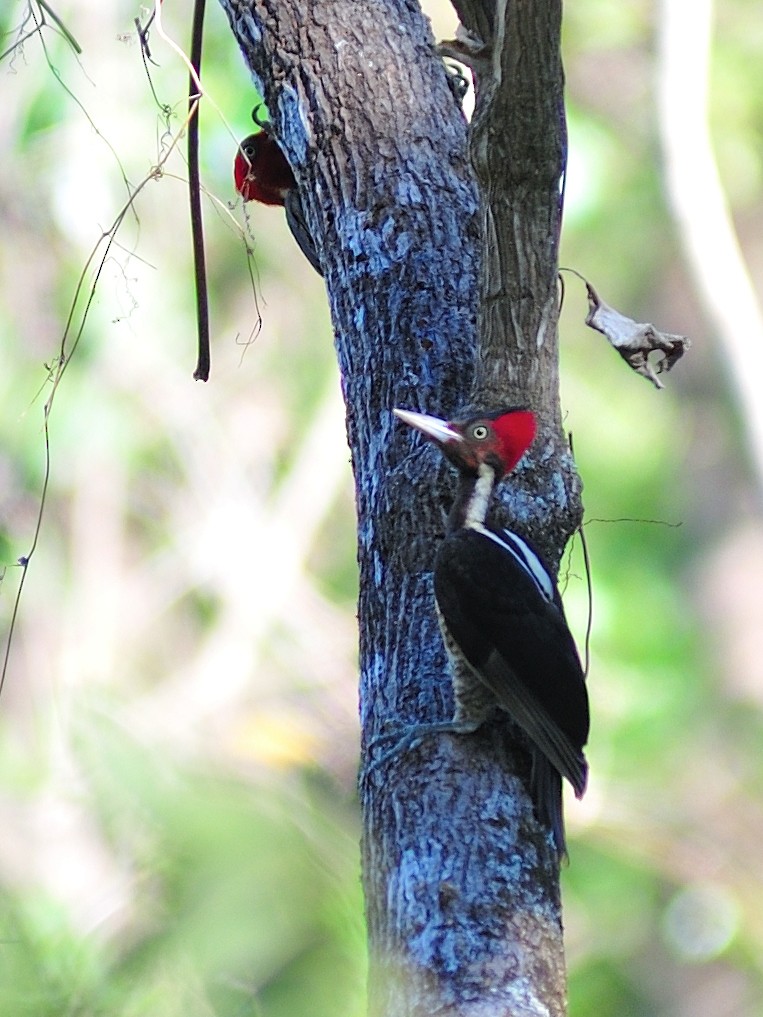 Pale-billed Woodpecker - Yves Darveau