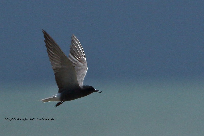 Black Tern - nigel lallsingh
