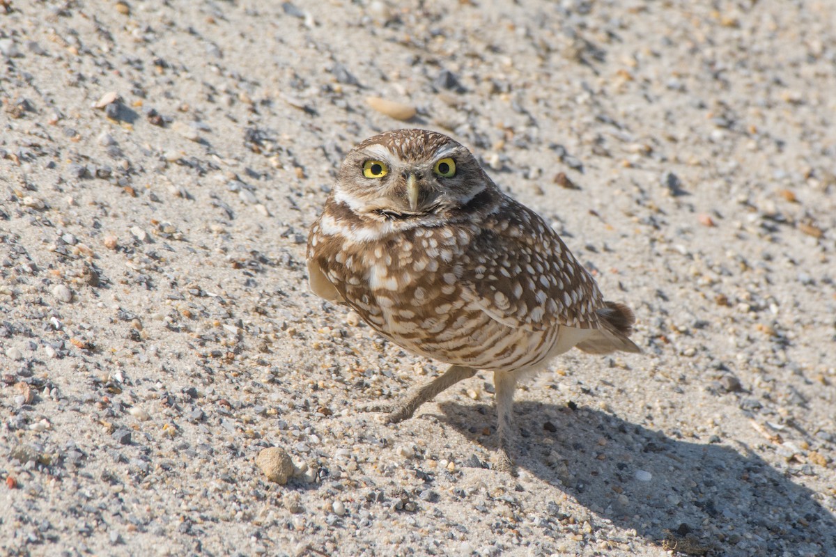 Burrowing Owl - ML90890821