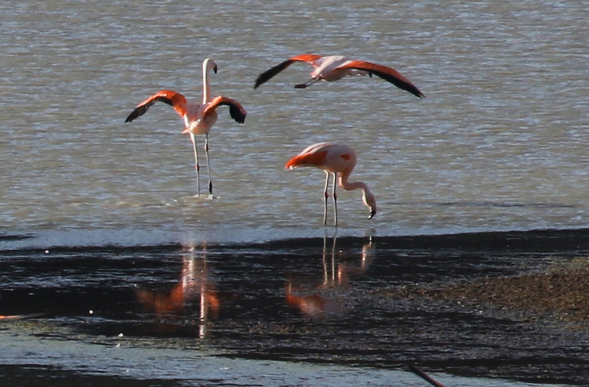 Chilean Flamingo - Kathleen Keef
