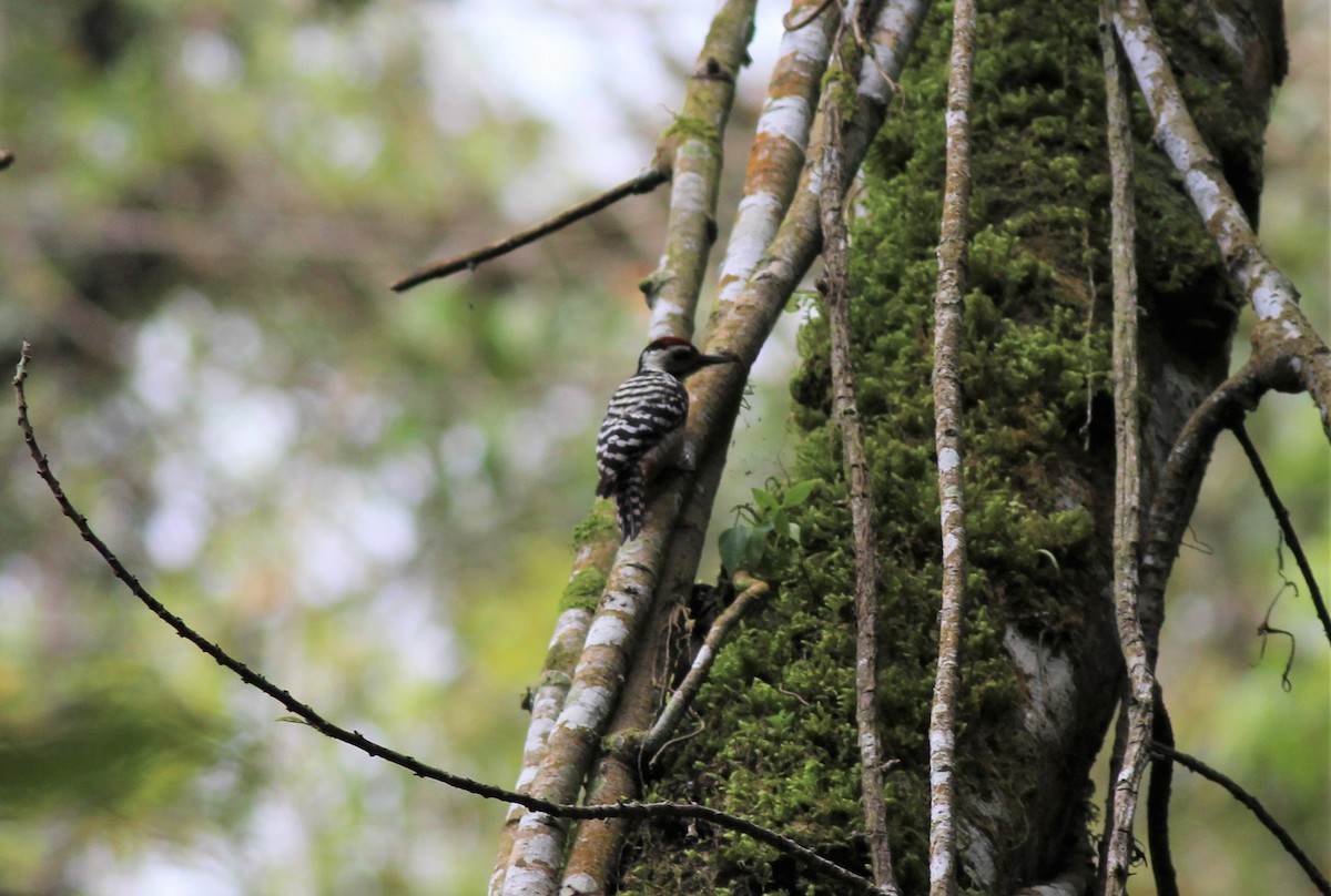 Freckle-breasted Woodpecker - ML90894941