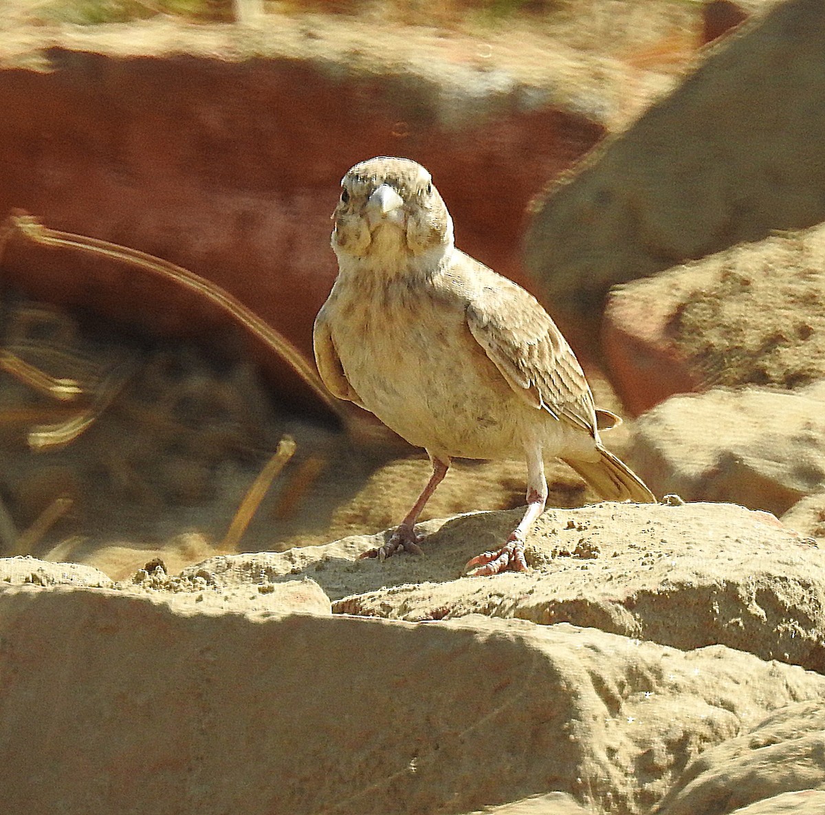 Ashy-crowned Sparrow-Lark - Fermin Jose