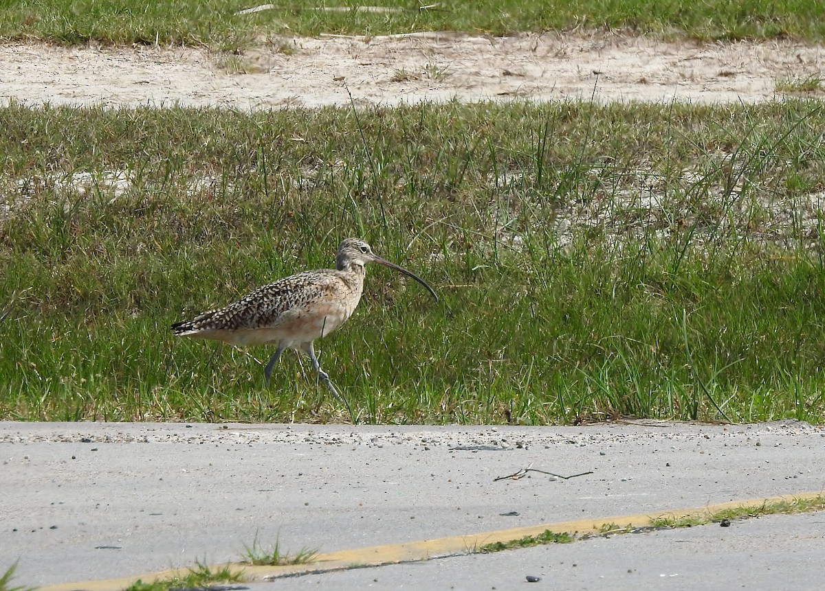 Long-billed Curlew - ML90895711