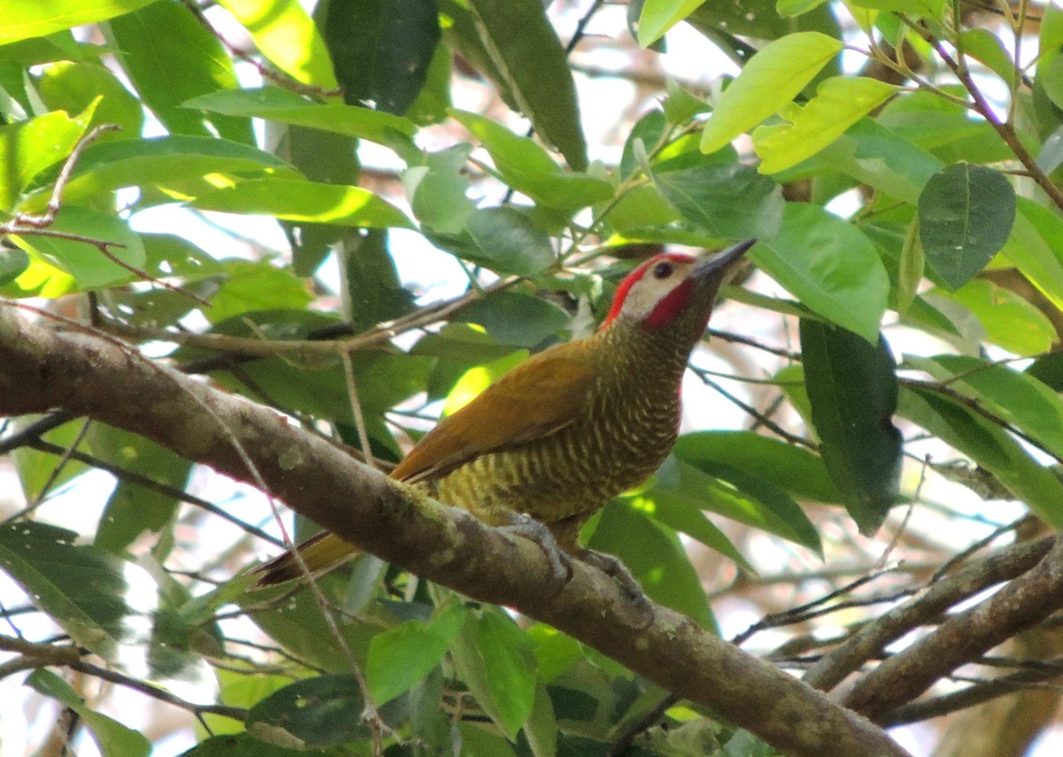 Golden-olive Woodpecker - ML90896921