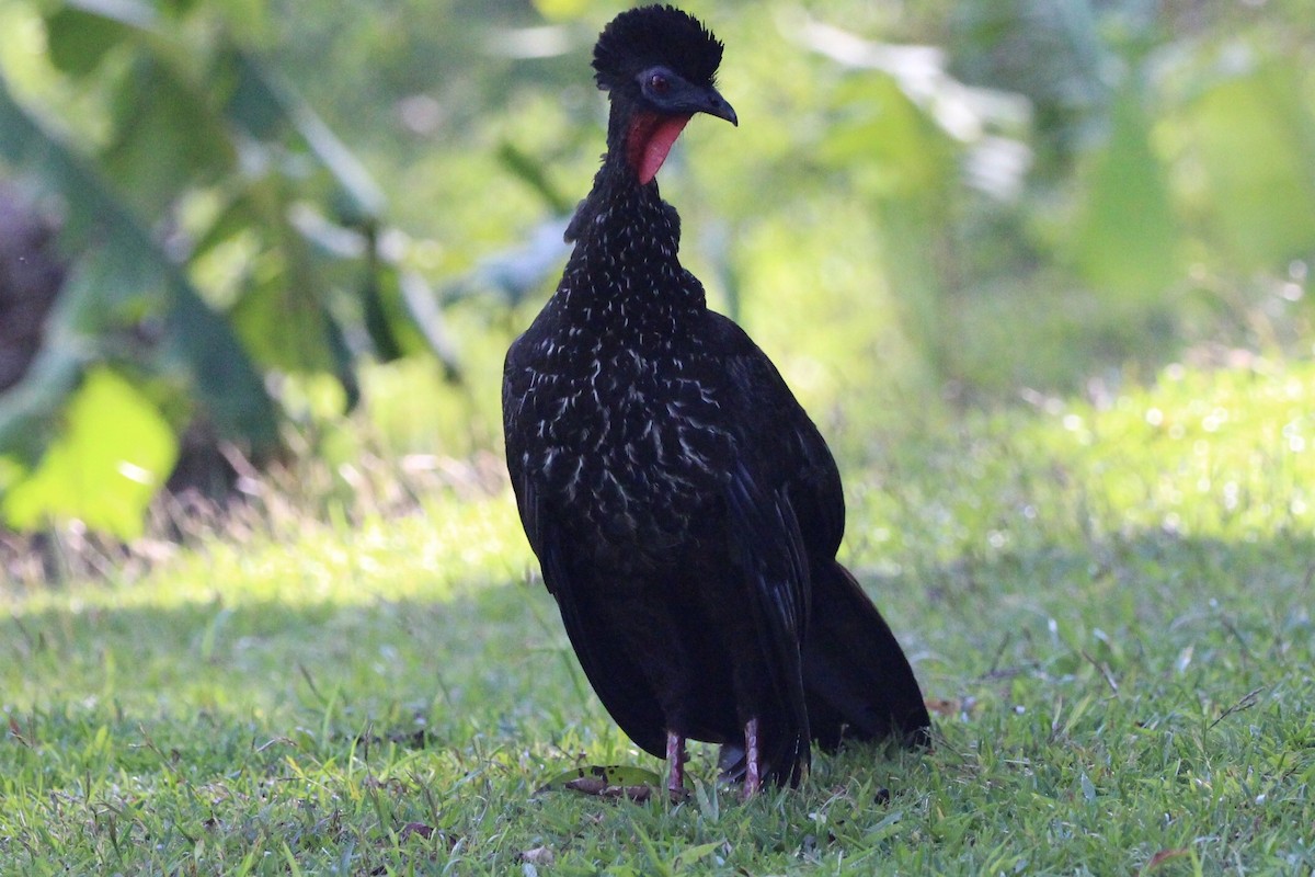 Crested Guan - ML90897011