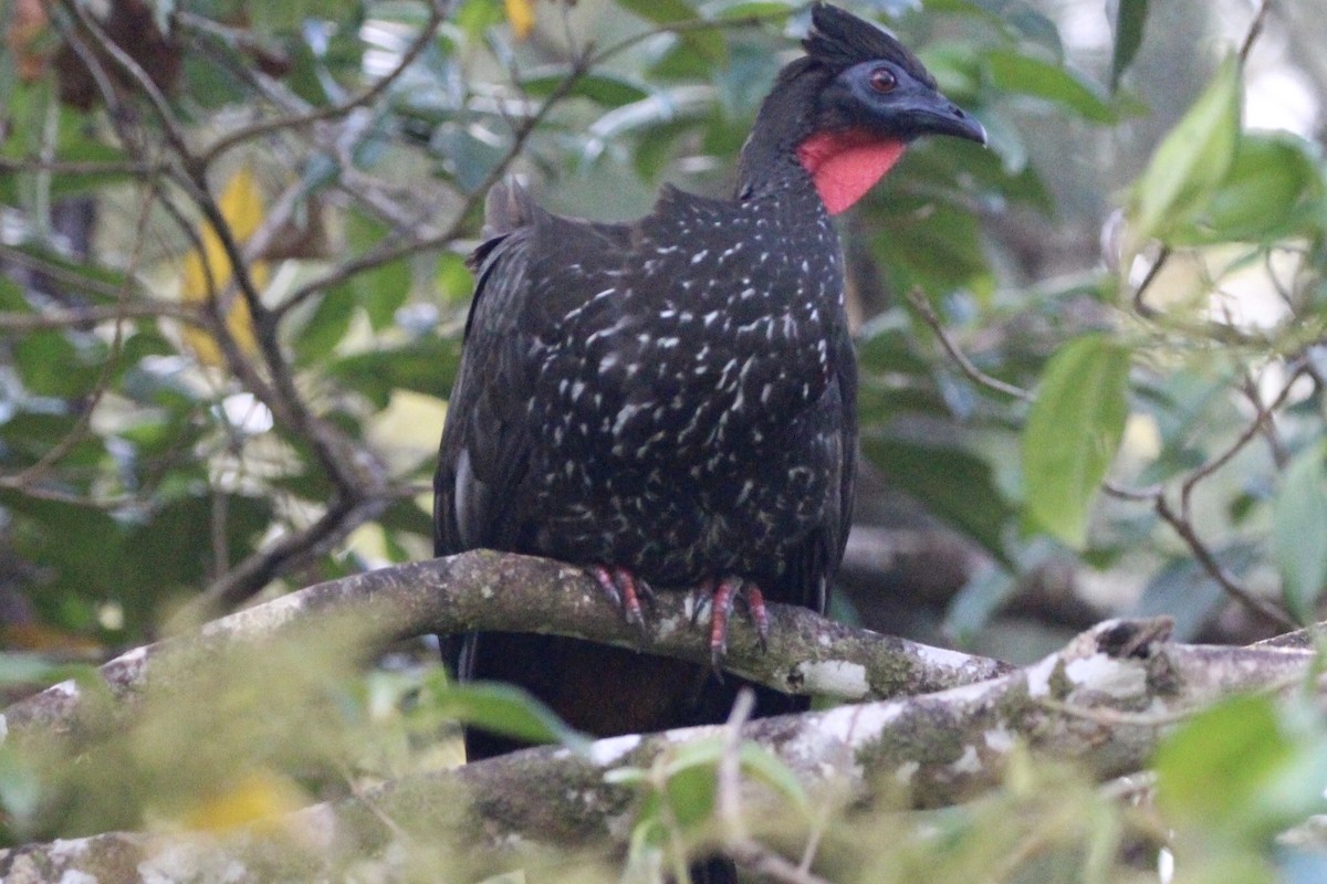 Crested Guan - ML90897101