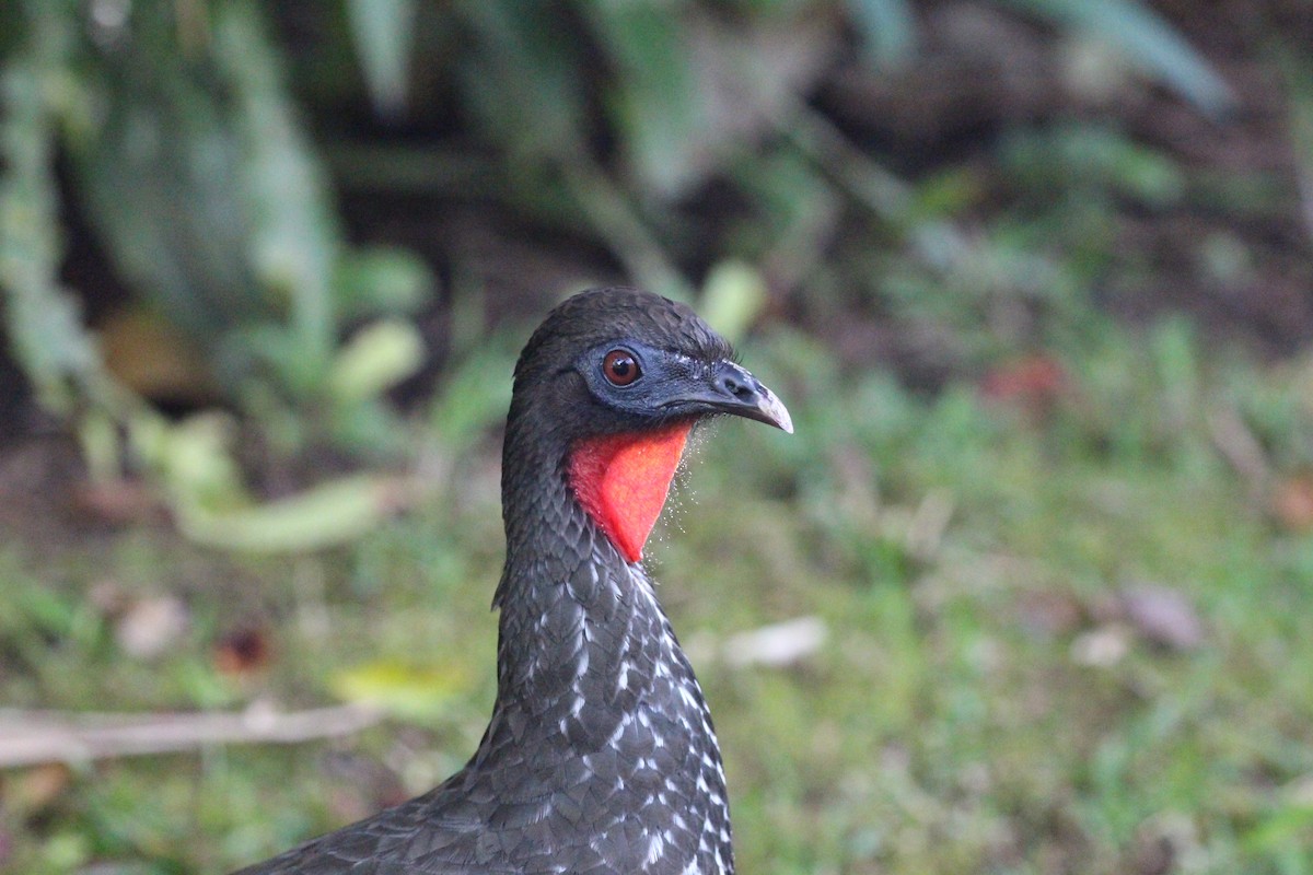 Crested Guan - ML90897131