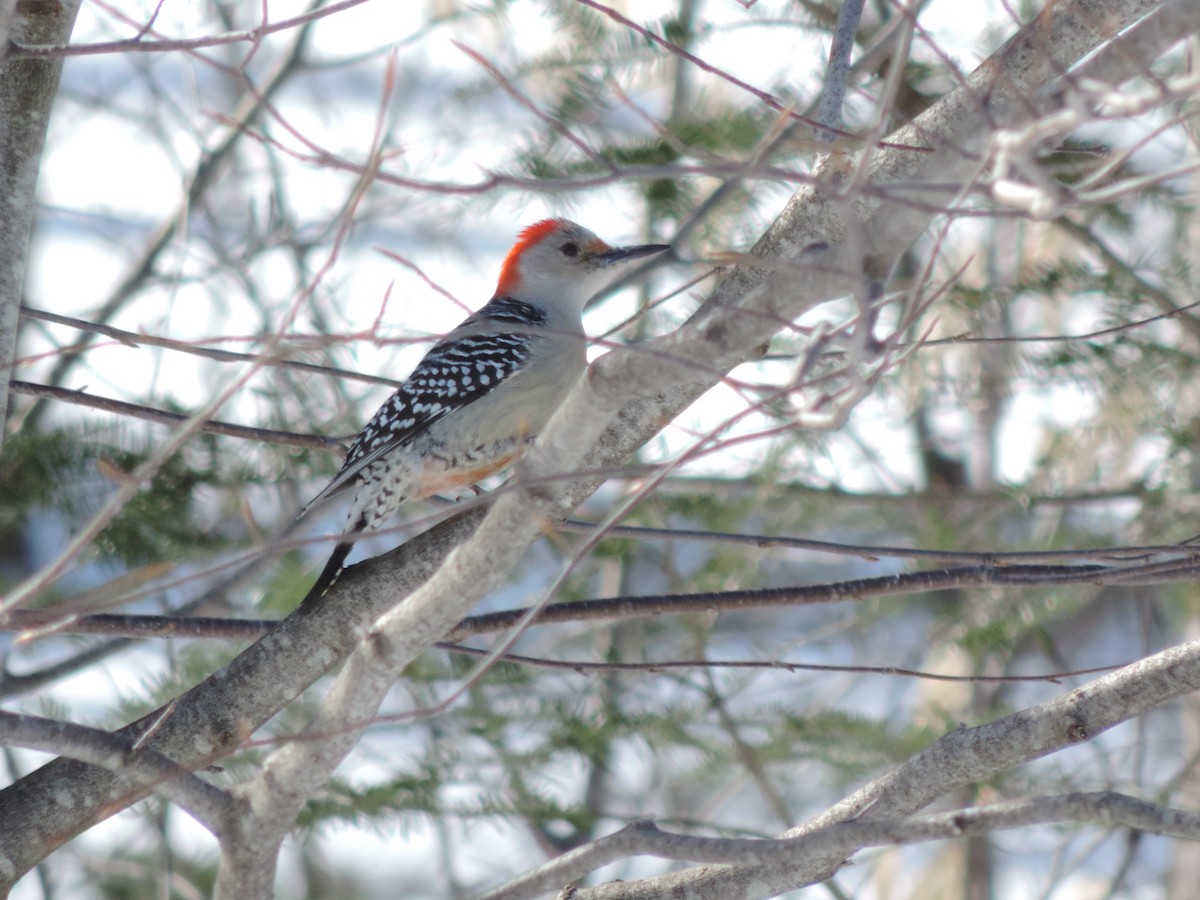 Red-bellied Woodpecker - Michel Renaud COHL