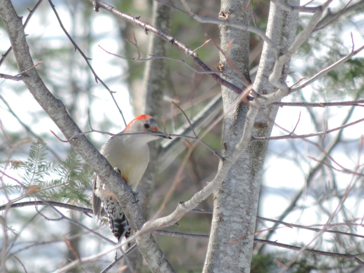 Red-bellied Woodpecker - Michel Renaud COHL