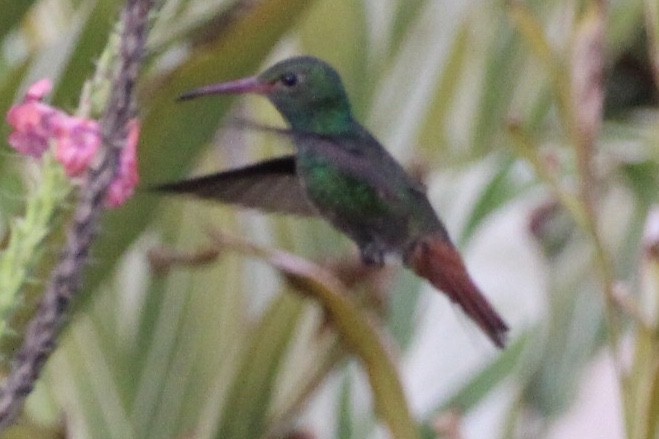 Rufous-tailed Hummingbird - ML90897341