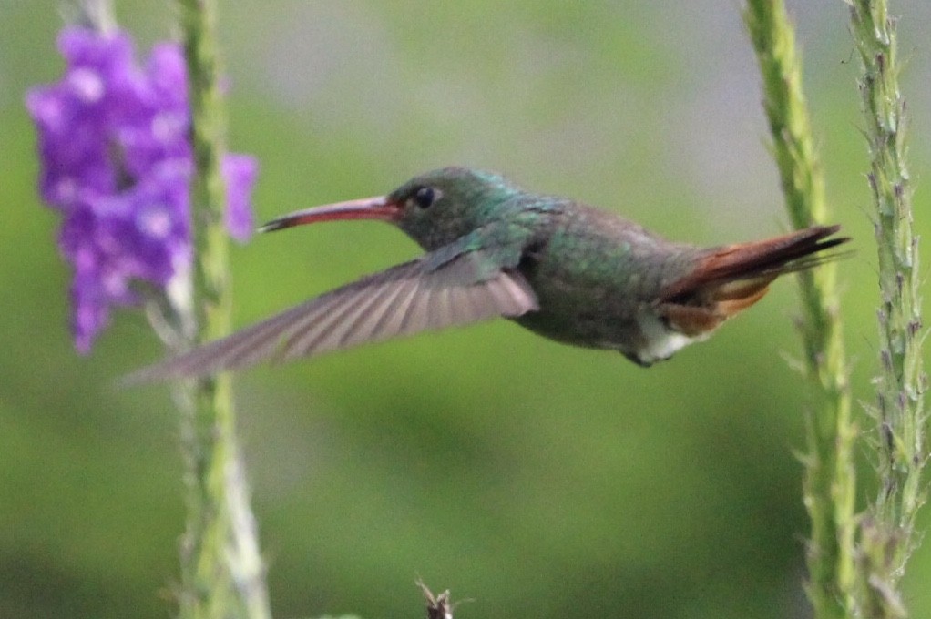Rufous-tailed Hummingbird - Jodhan Fine