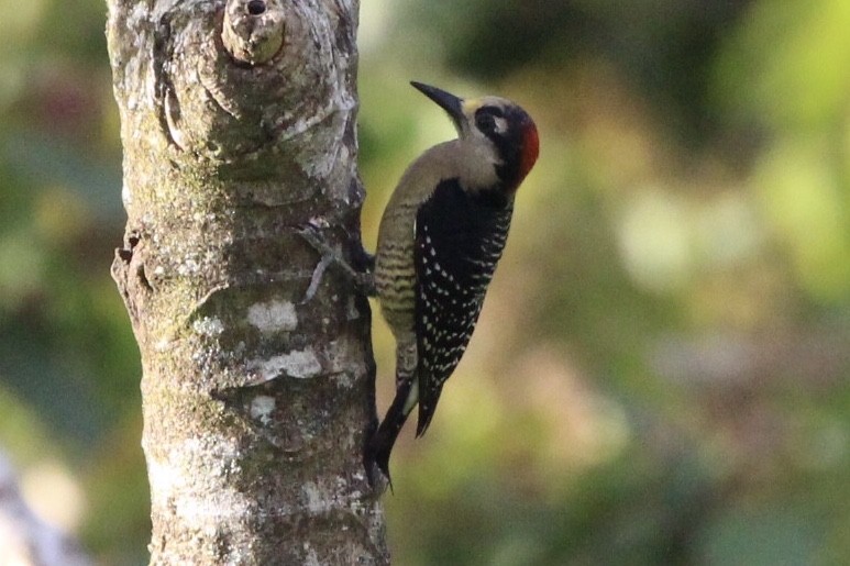 Black-cheeked Woodpecker - ML90897431