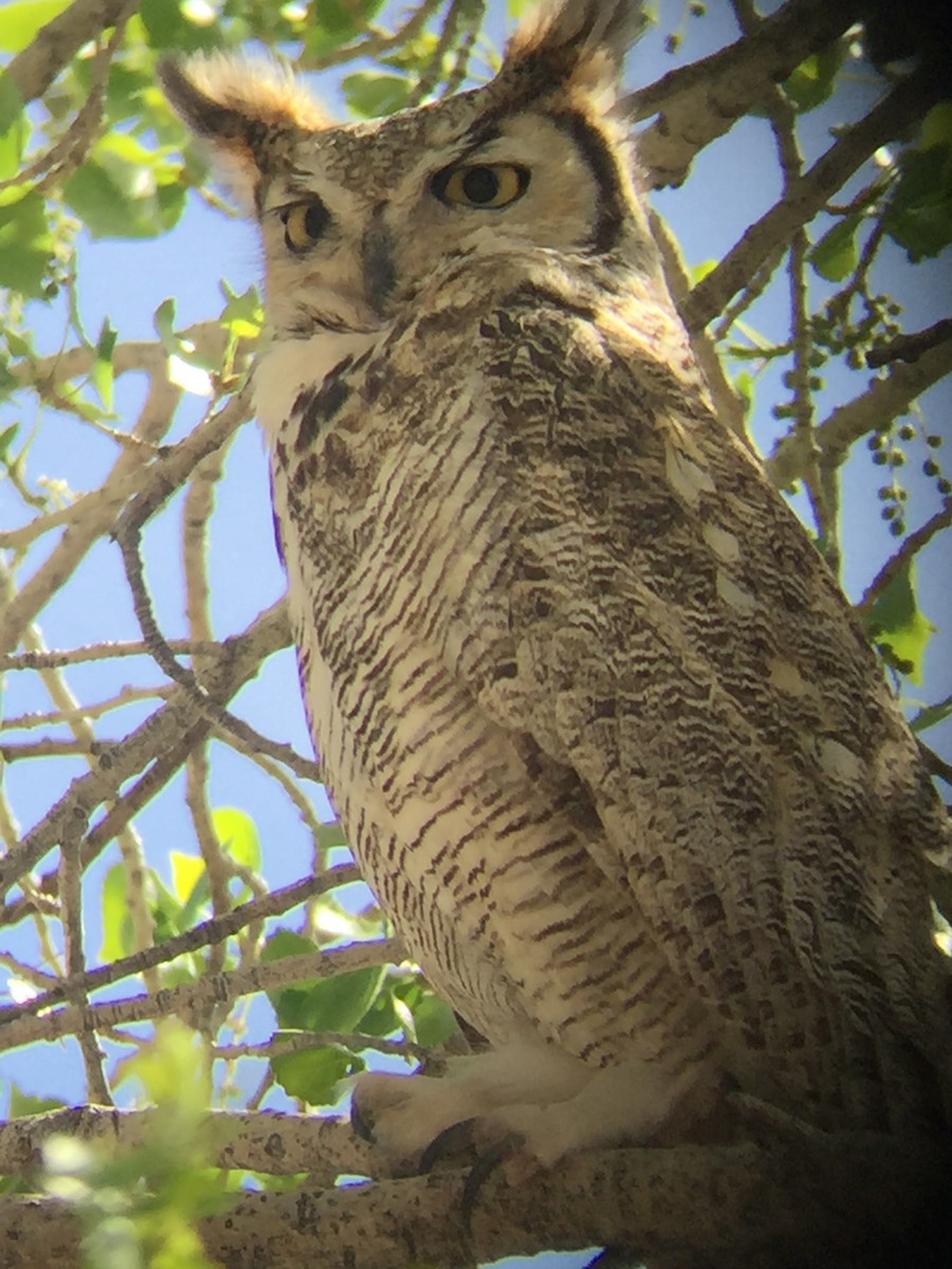 Great Horned Owl - ML90897441
