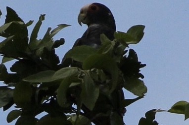 White-crowned Parrot - ML90897541