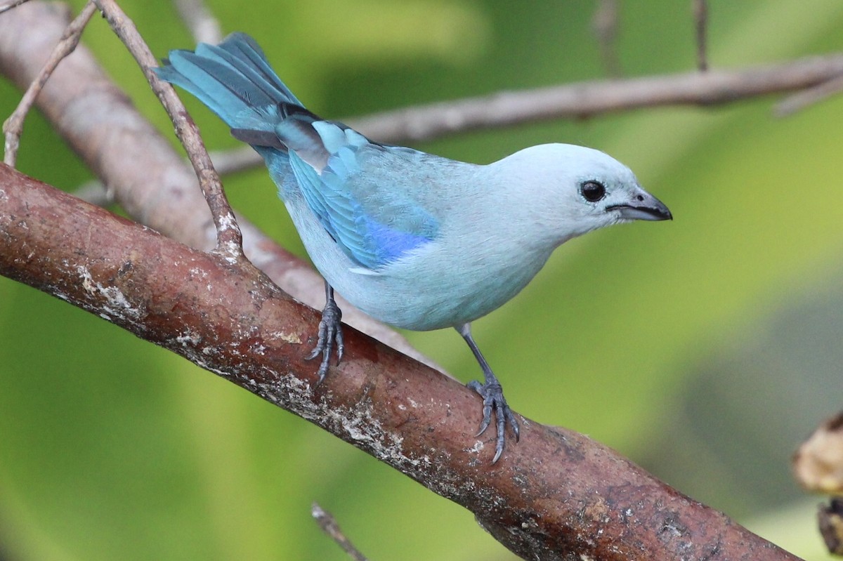 Blue-gray Tanager - ML90897961
