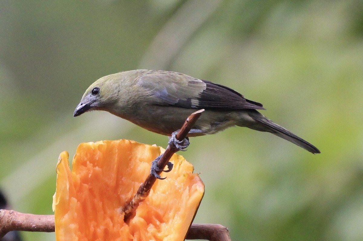 Palm Tanager - ML90898061