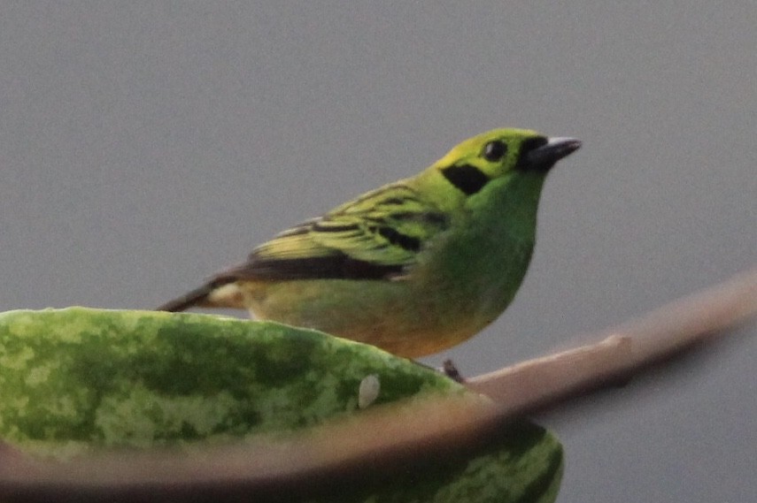 Emerald Tanager - ML90898121