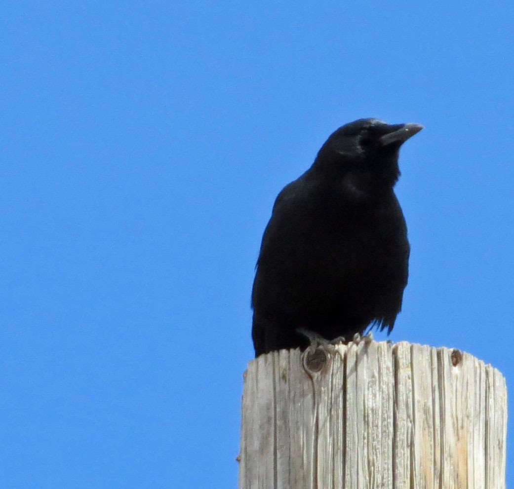 Common Raven - Judy Liddell