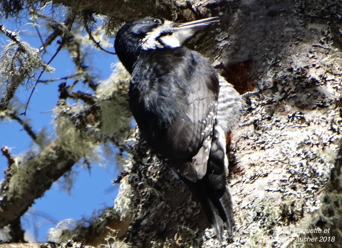 Black-backed Woodpecker - ML90904971