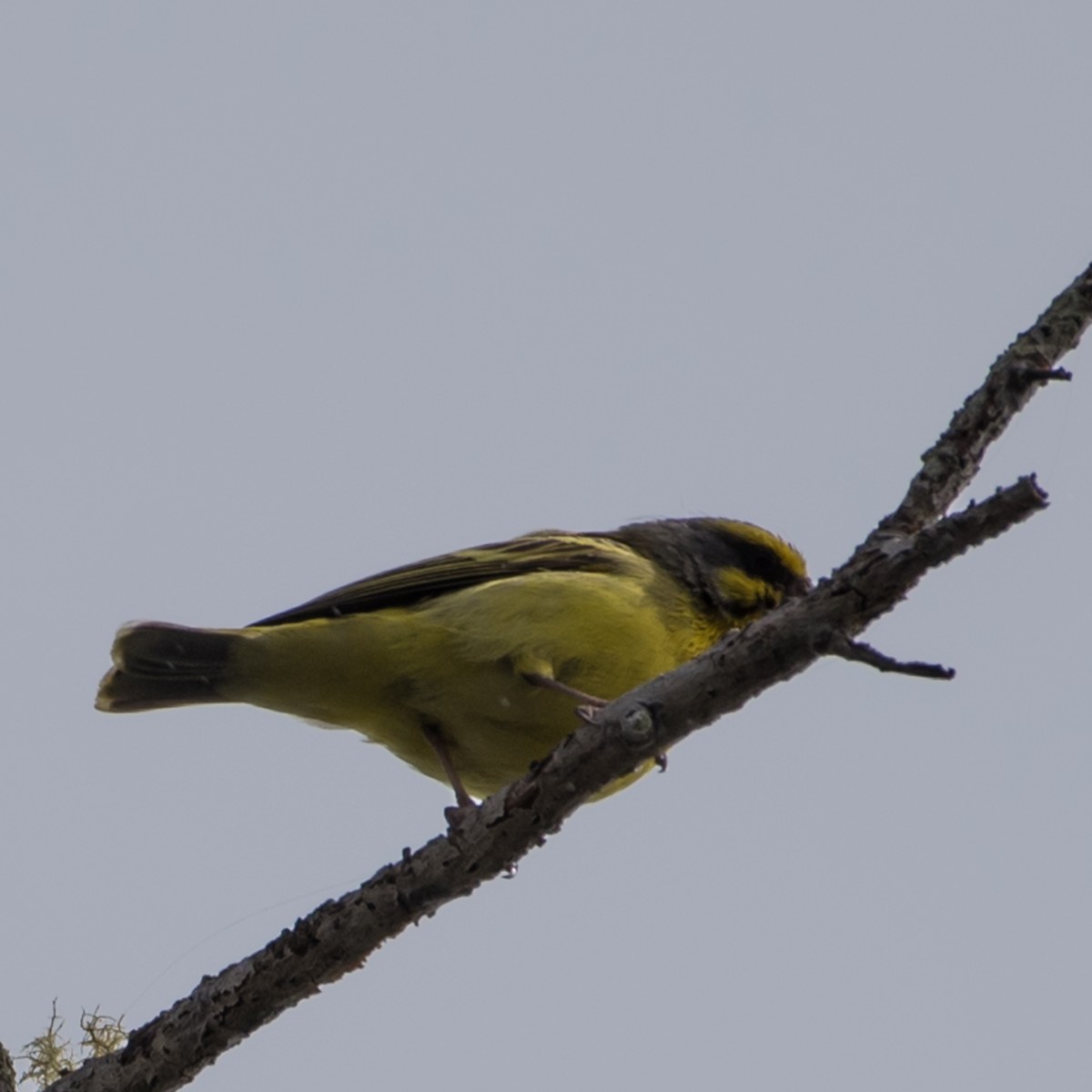 Yellow-fronted Canary - Susan Nishio