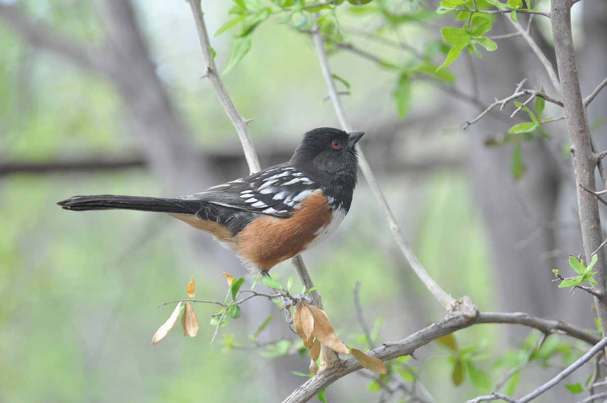 Spotted Towhee - ML90908451