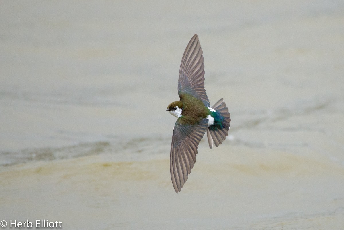 Violet-green Swallow - Herb Elliott