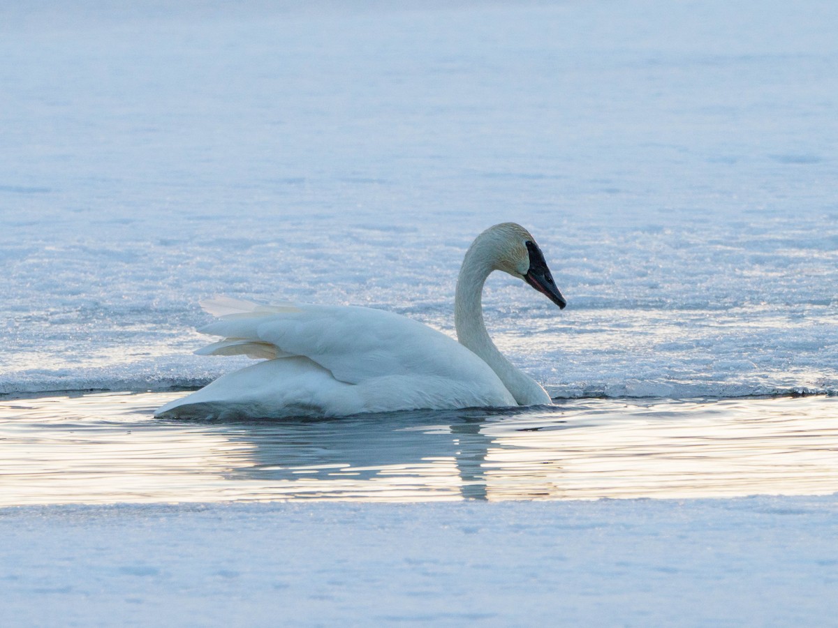 Trumpeter Swan - H and S
