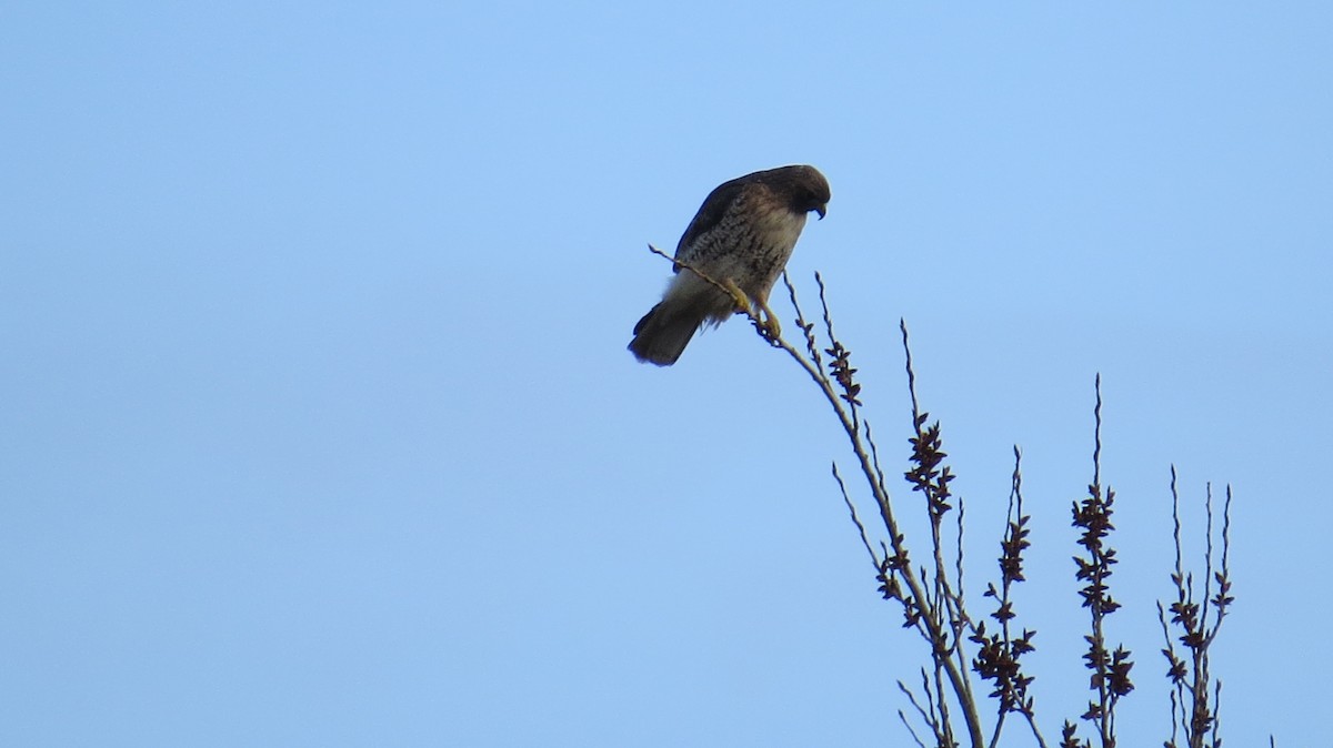 Red-tailed Hawk - Ardea Thurston-Shaine