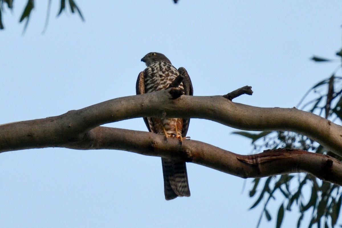 Collared Sparrowhawk - ML90908931