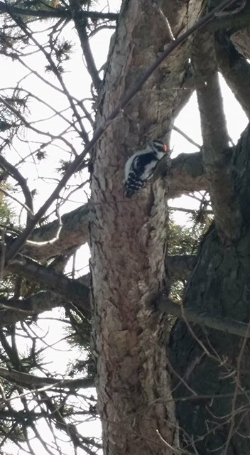 Downy Woodpecker - Hilora Dewett