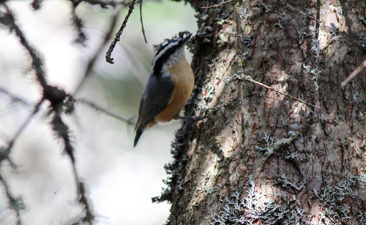 Red-breasted Nuthatch - ML90909581