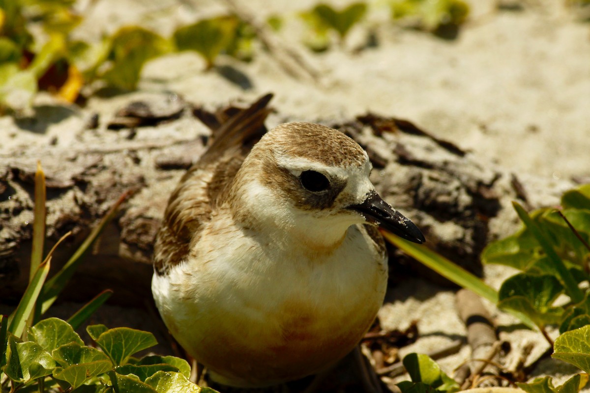 Red-breasted Dotterel - ML90910091
