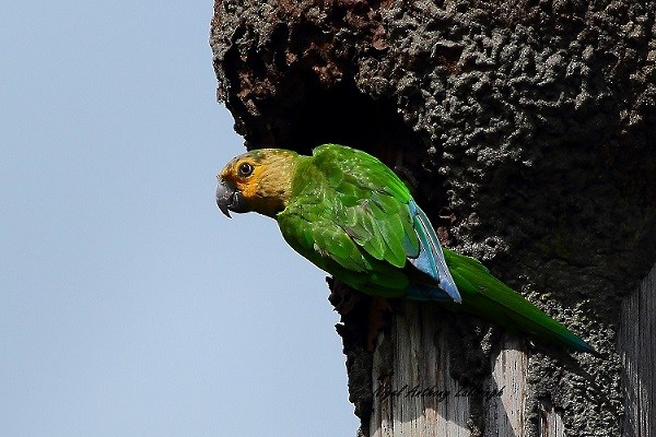 Brown-throated Parakeet - ML90916451