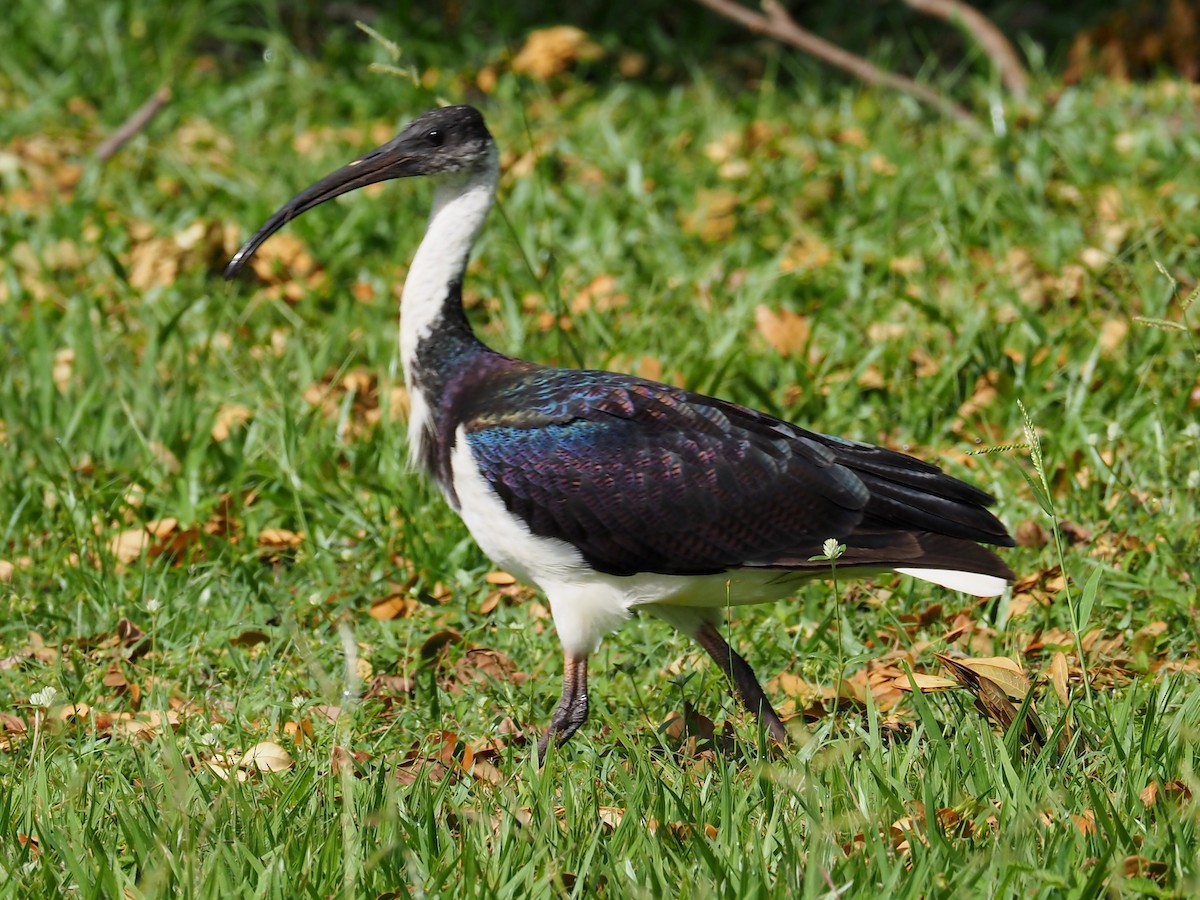 ibis slámokrký - ML90917891