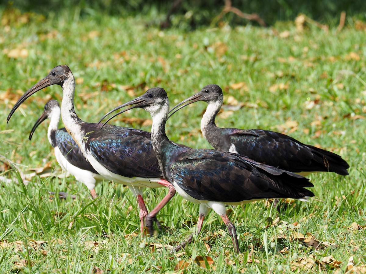 ibis slámokrký - ML90917951