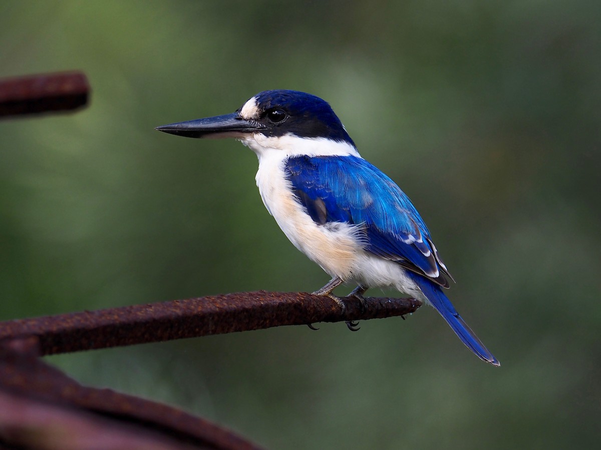 Forest Kingfisher - ML90919521