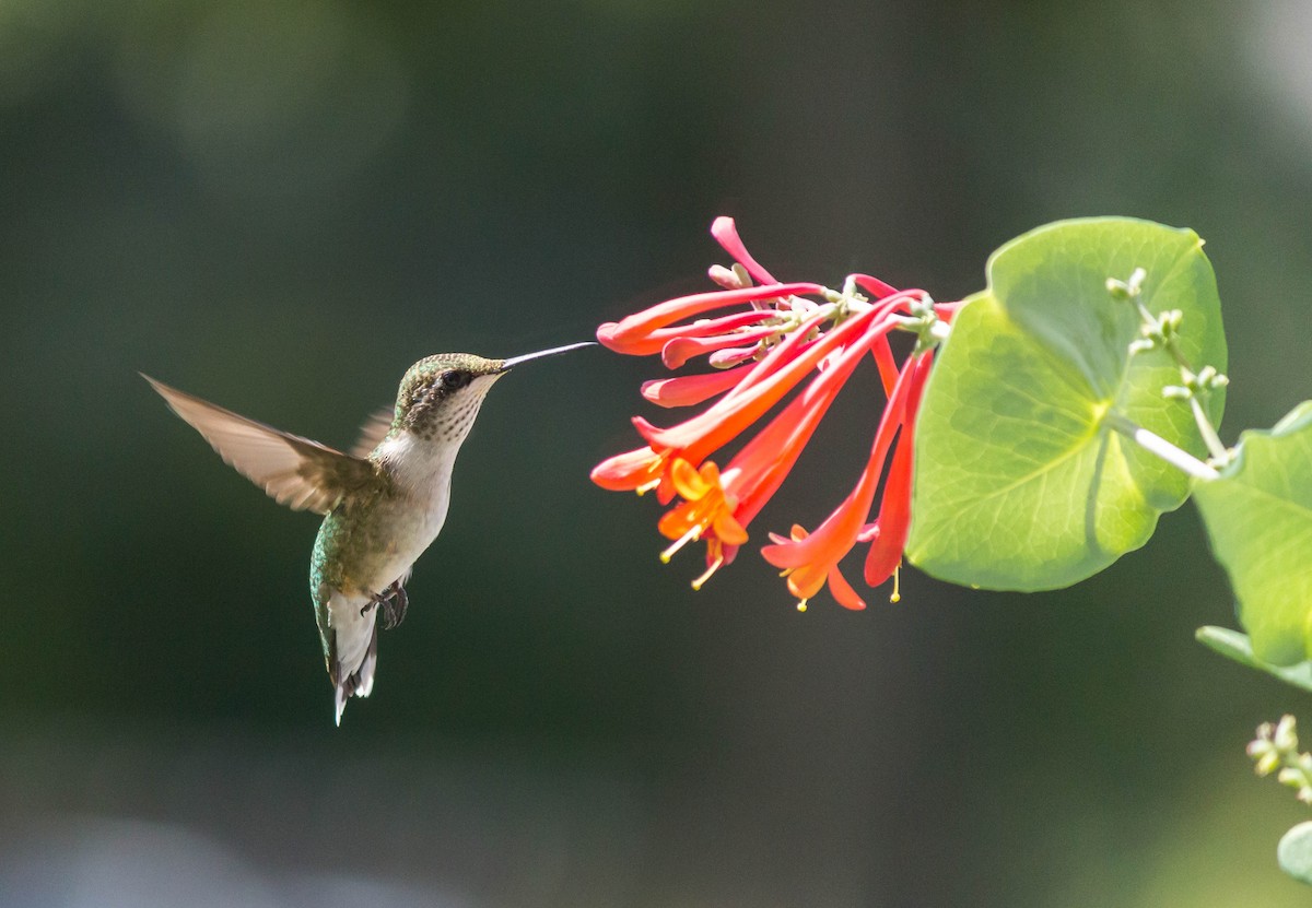 Ruby-throated Hummingbird - Eric Zawatski