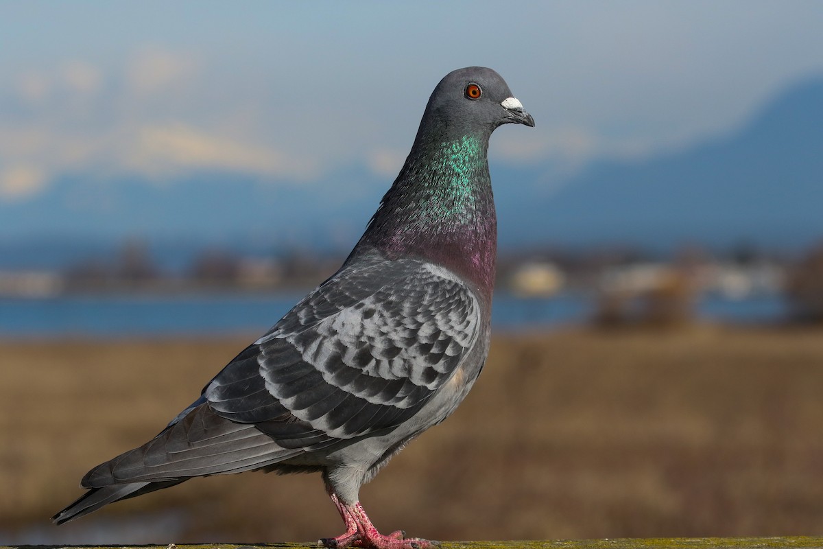 Rock Pigeon (Feral Pigeon) - Daniele Mitchell