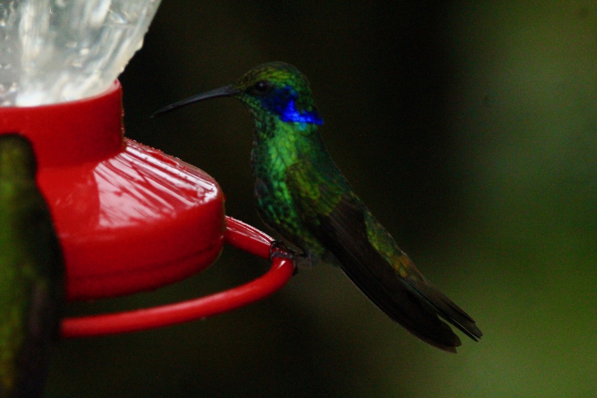 kolibřík modrolící - ML90927501