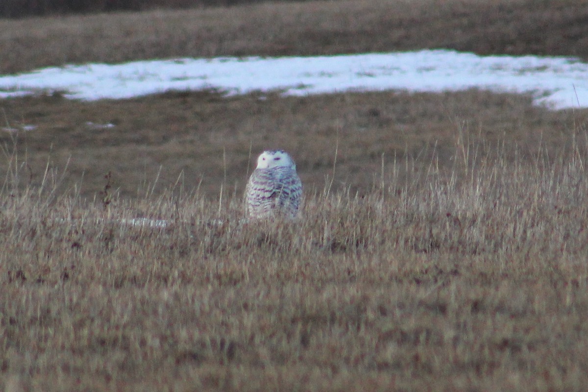 Snowy Owl - ML90927911