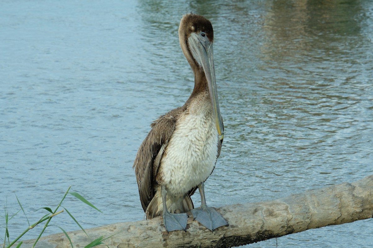 Brown Pelican - Carl Thomson
