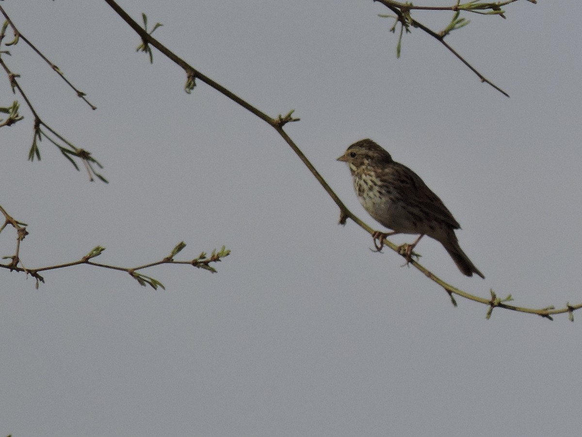 Savannah Sparrow - ML90928581