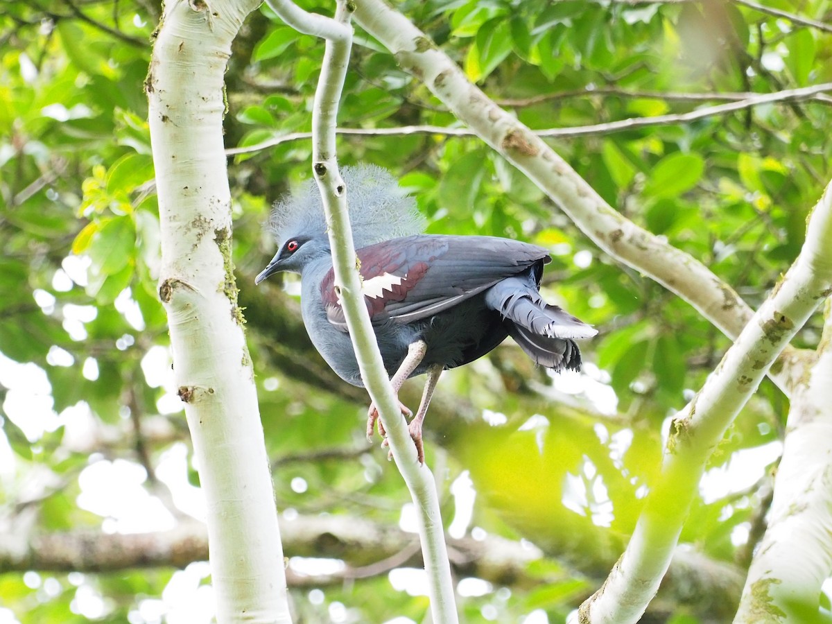 Western Crowned-Pigeon - Richard Pollard