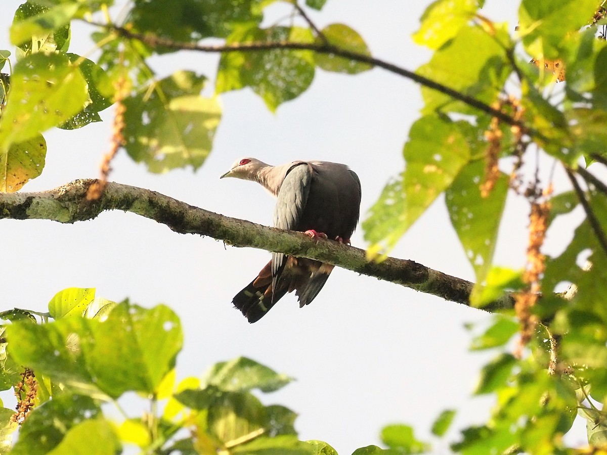 Pinon's Imperial-Pigeon - ML90932961
