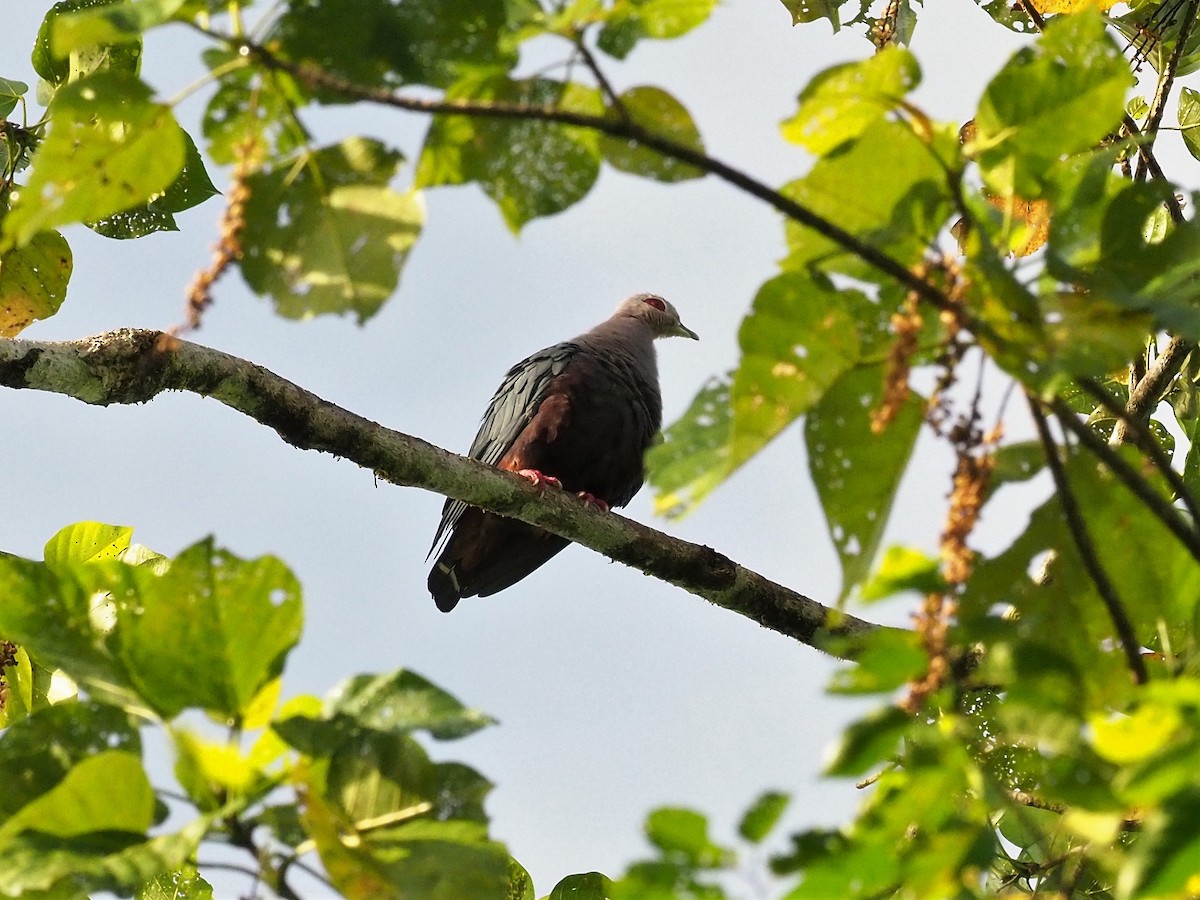 holub stromový - ML90932971