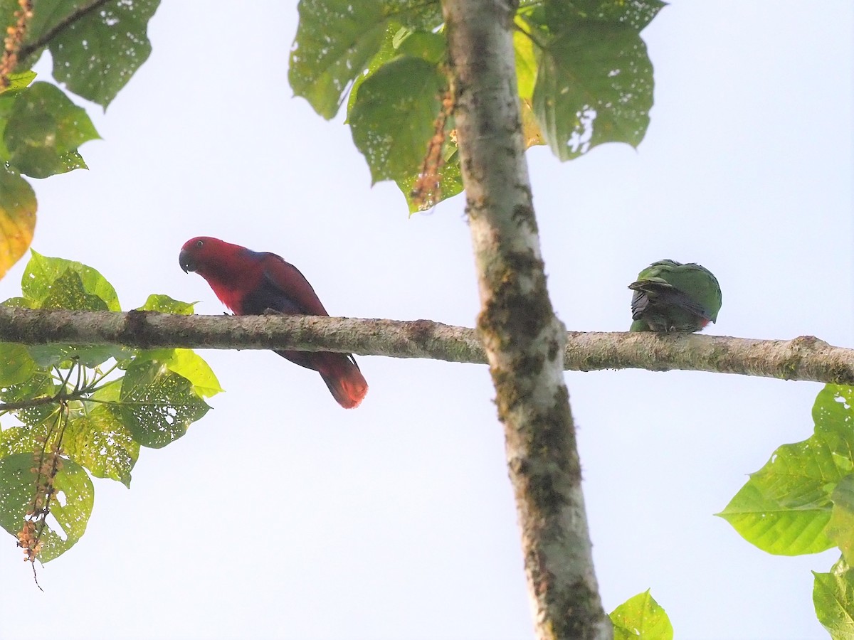 Papua Eklektus Papağanı - ML90933071