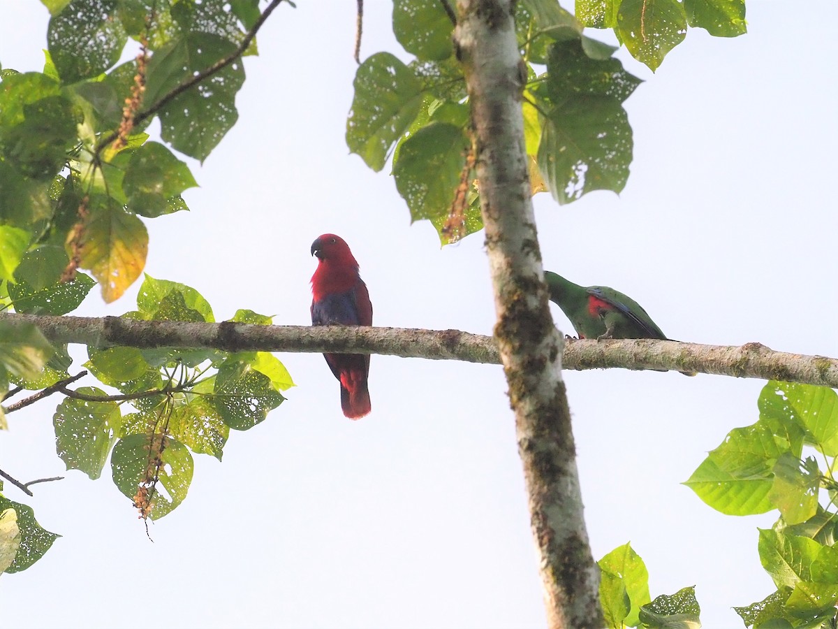 Papua Eklektus Papağanı - ML90933081