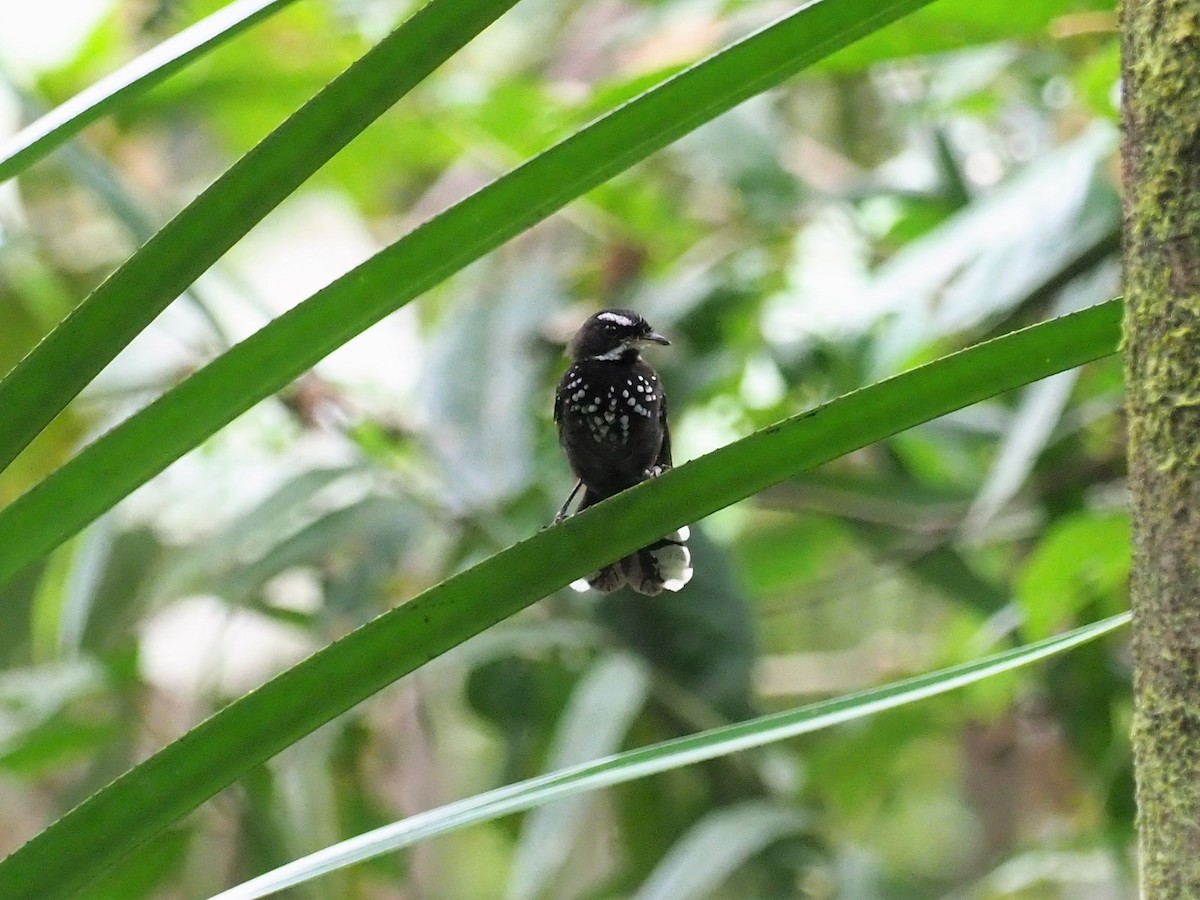 Black Thicket-Fantail - ML90933131