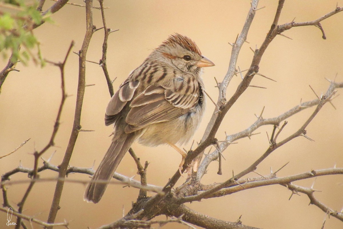 Rufous-winged Sparrow - ML90933471